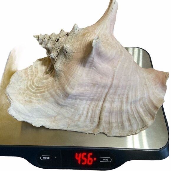 Large Beach Shell Decor - Picture 7 of 7